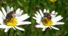 Peleteria rubescens